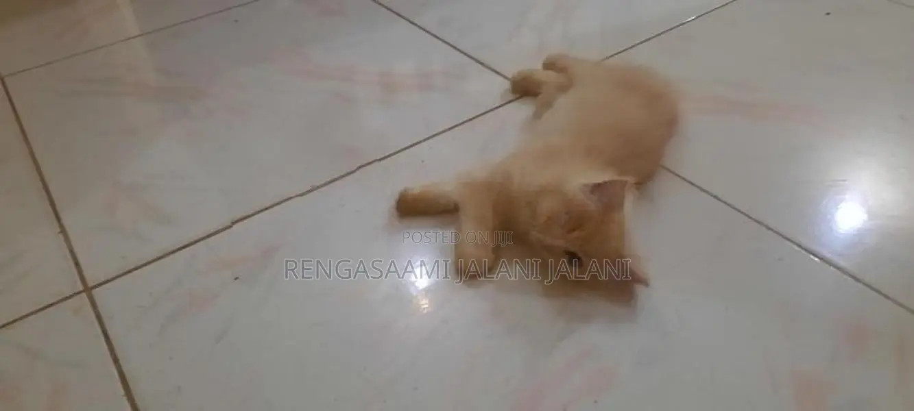 Persian Kitten