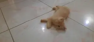 Persian Kitten
