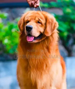 Golden Retriever Puppies