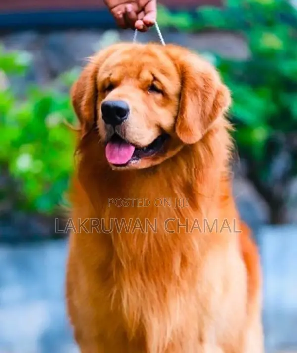Golden Retriever Puppies