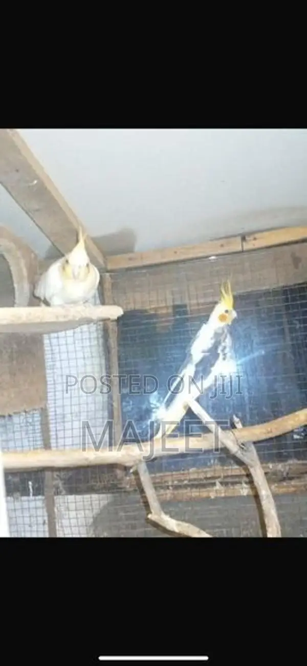 Cocktail Birds