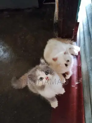 Persian Mix Kittens