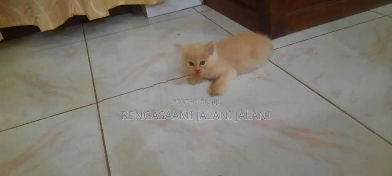 Persian Kitten