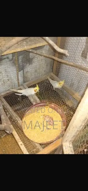 Cocktail Birds