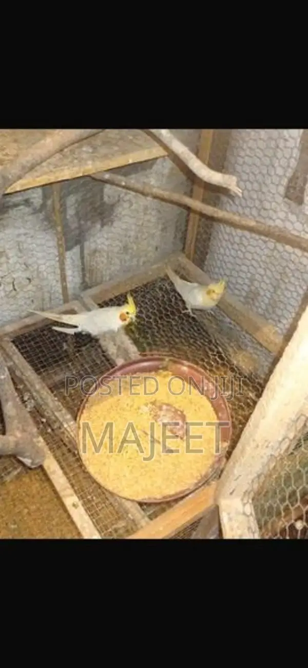Cocktail Birds