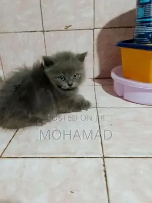 Persian Mix Kittens