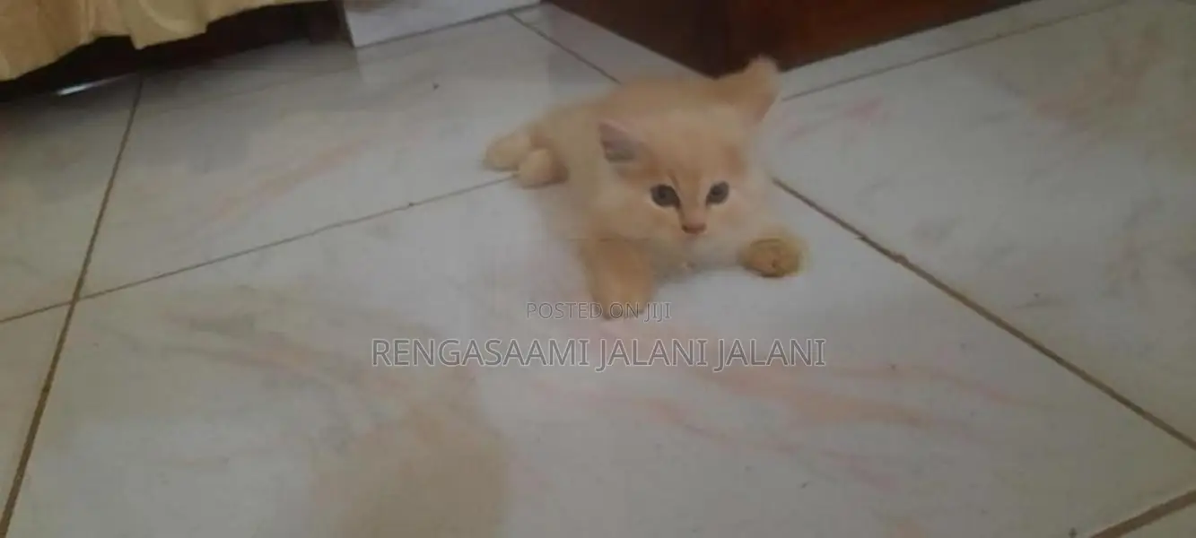 Persian Kitten