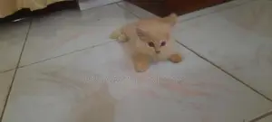 Persian Kitten