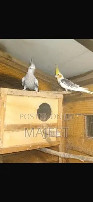 Cocktail Birds