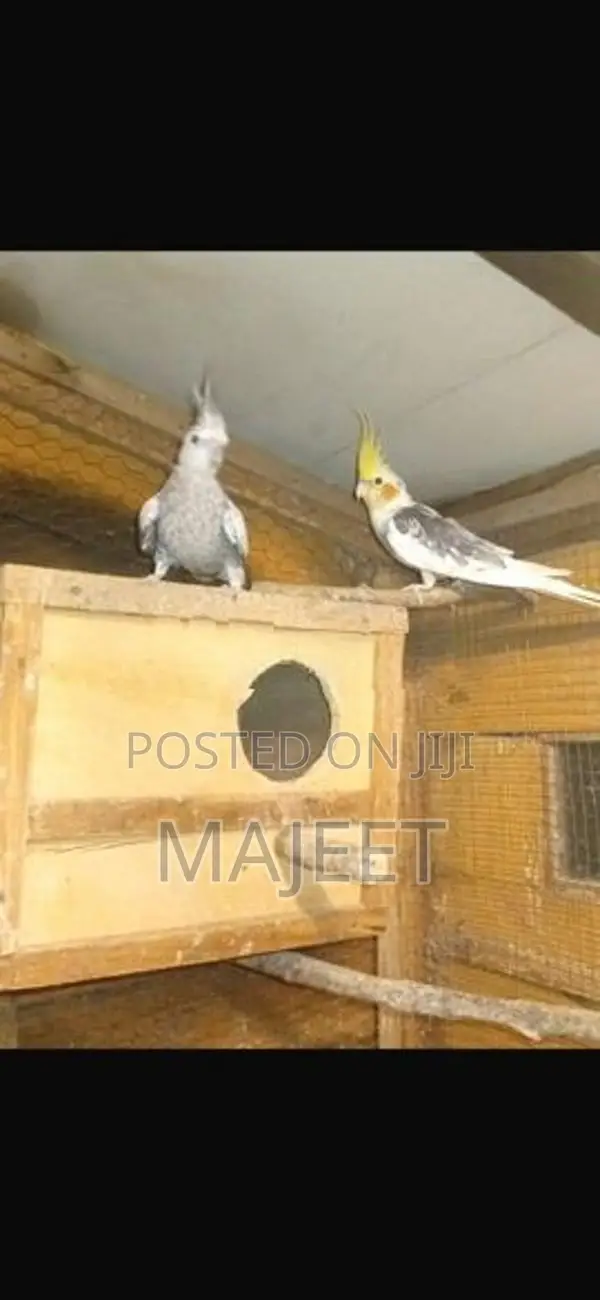 Cocktail Birds