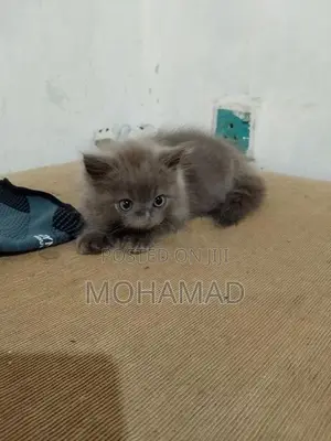 Persian Mix Kittens