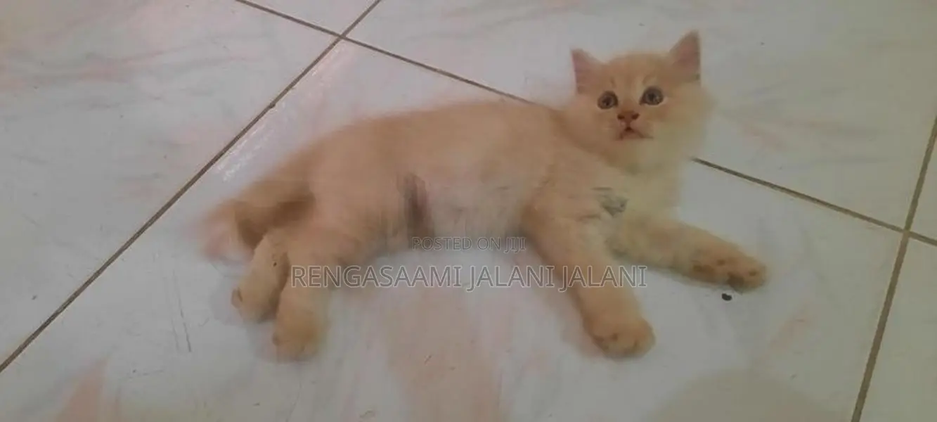 Persian Kitten