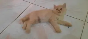 Persian Kitten