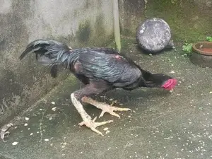 Kukulan