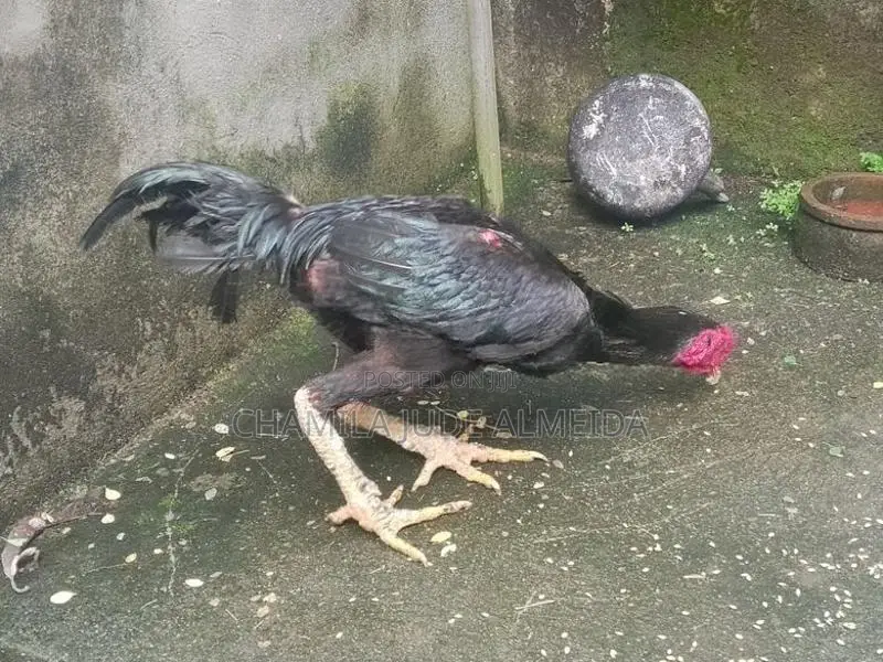 Kukulan
