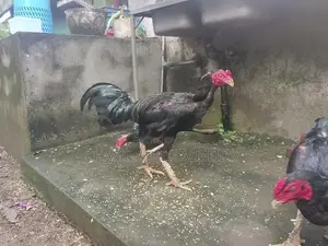Kukulan