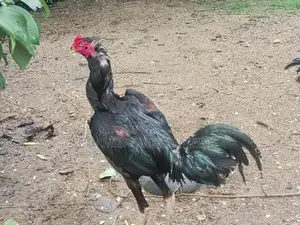 Kukulan
