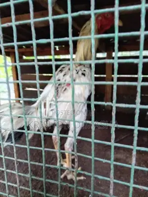 Kukula