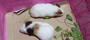 Guinea Pig