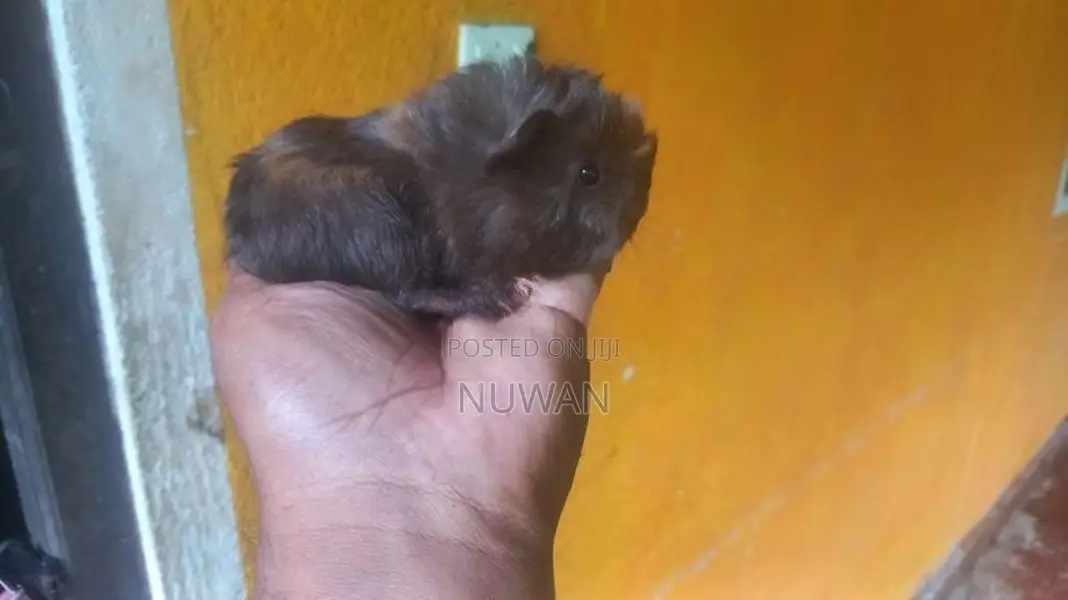 Guinea Pig