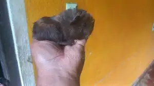 Guinea Pig