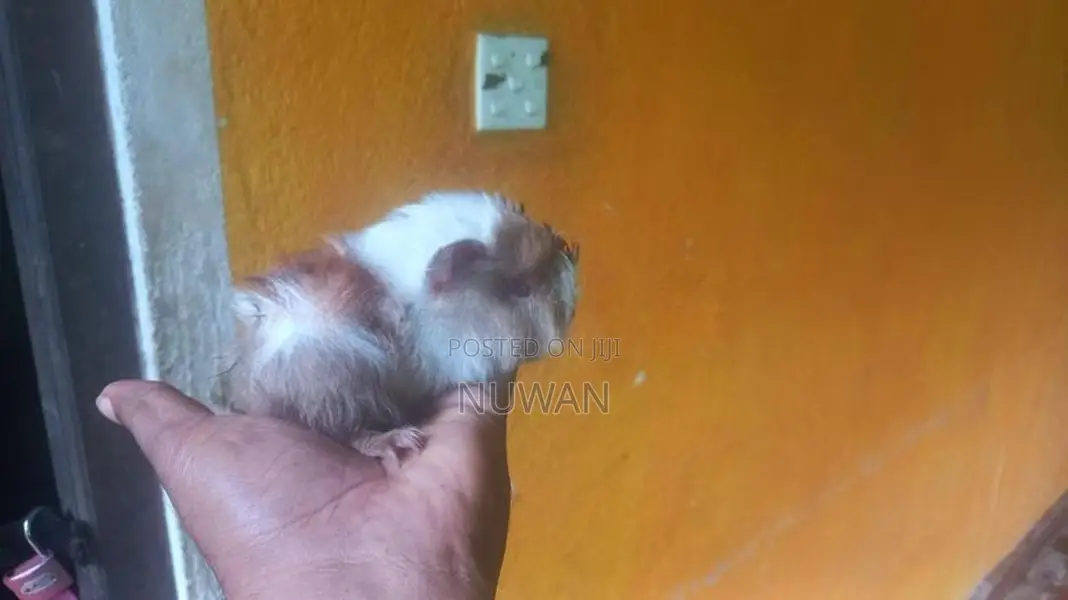 Guinea Pig