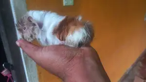 Guinea Pig