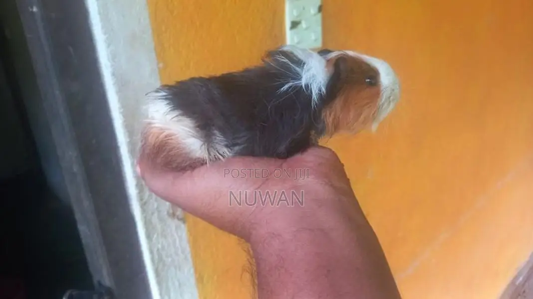 Guinea Pig