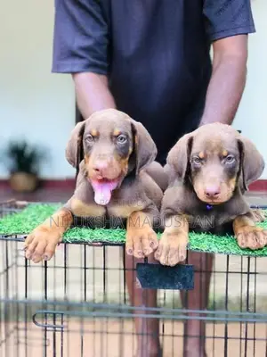 𝙳𝙾𝙱𝙴𝚁𝙼𝙰𝙽 Puppies