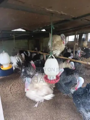 Turkey Chicken