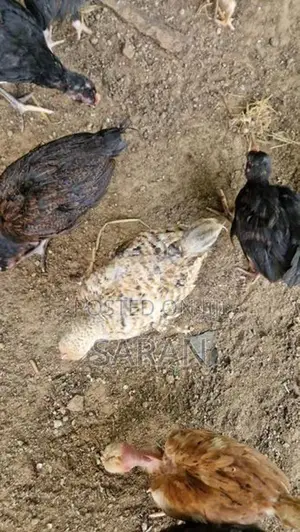 Farm Hens