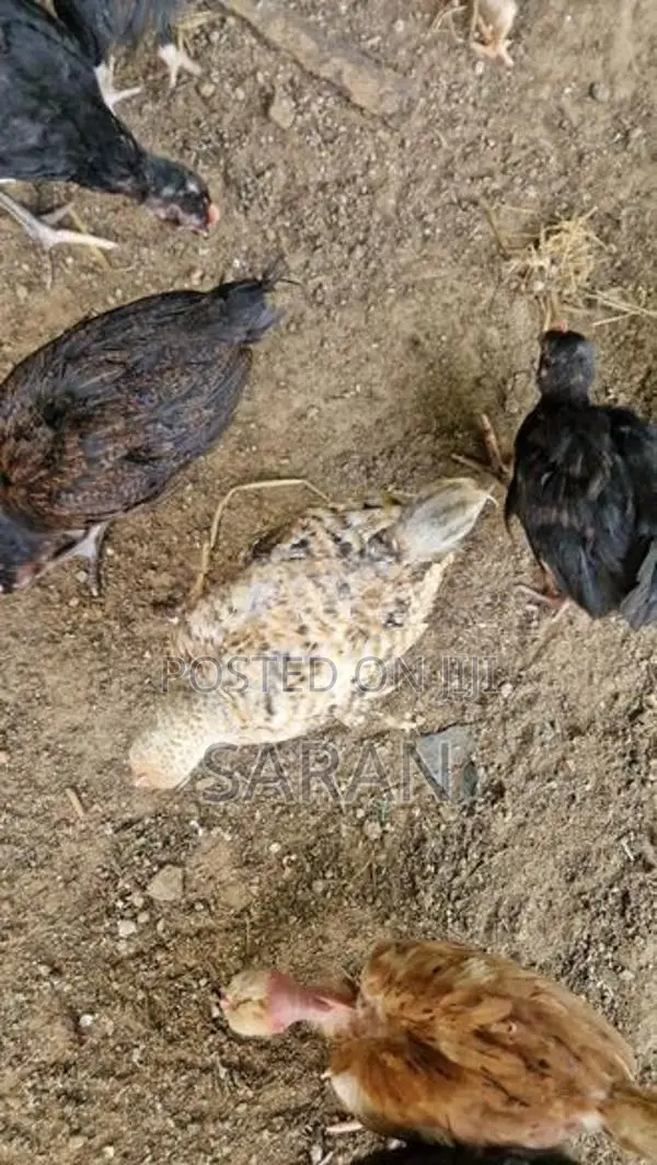 Farm Hens