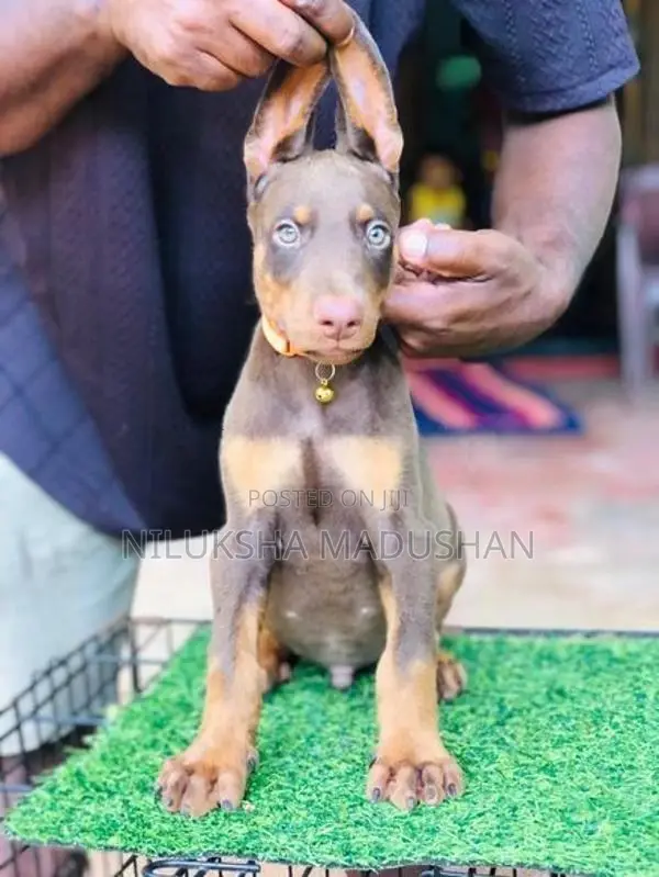 𝙳𝙾𝙱𝙴𝚁𝙼𝙰𝙽 Puppies