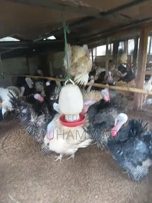 Turkey Chicken