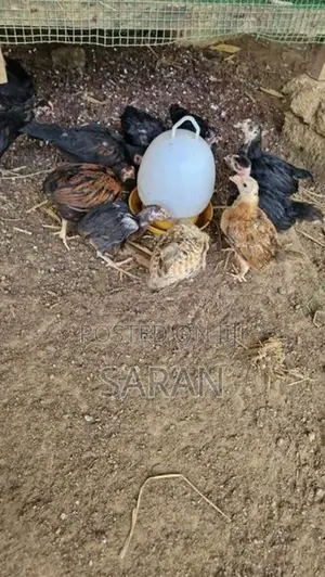 Farm Hens