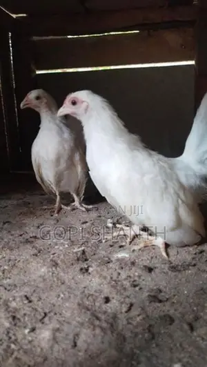 பன்டம் குஞ்சு
