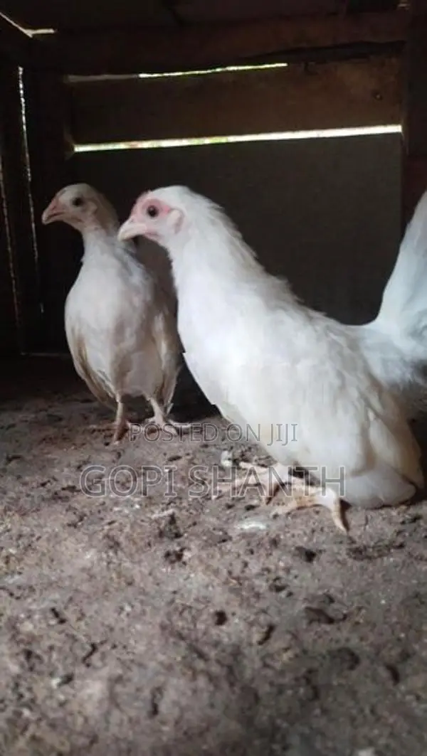 பன்டம் குஞ்சு