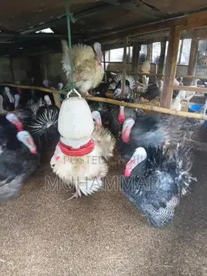 Turkey Chicken