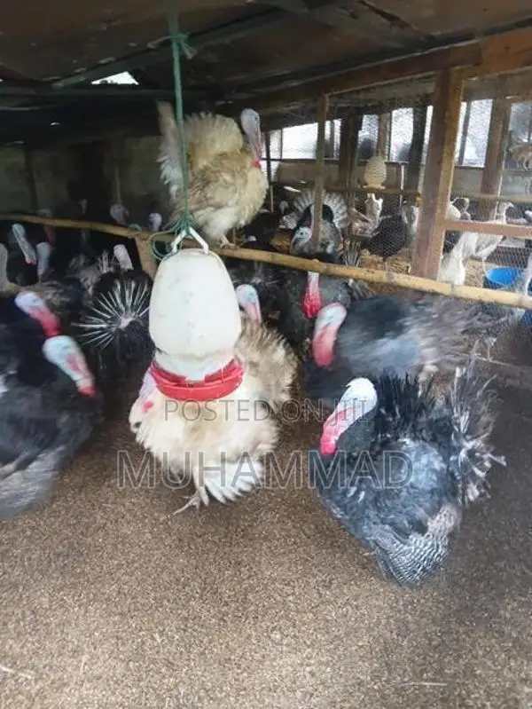 Turkey Chicken