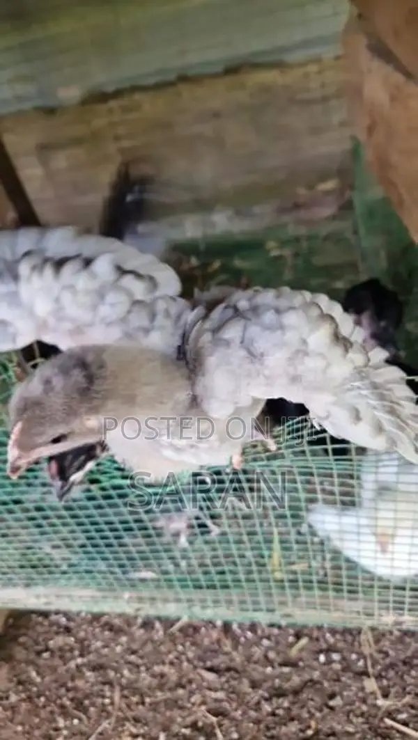 Farm Hens