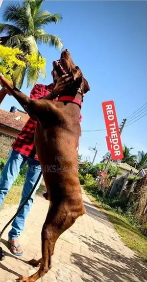 𝙳𝙾𝙱𝙴𝚁𝙼𝙰𝙽 Puppies