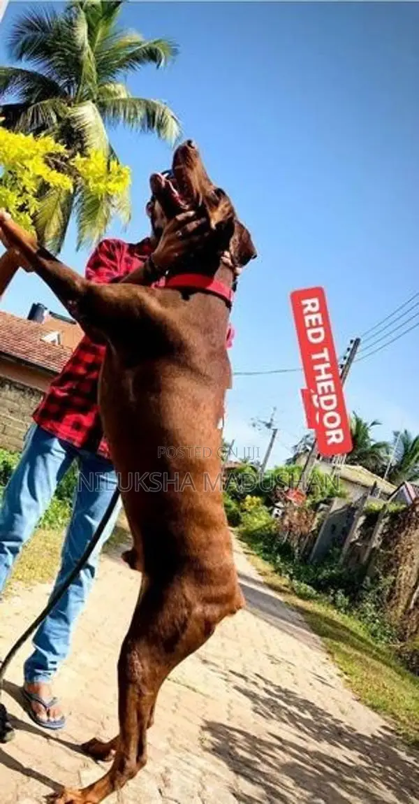 𝙳𝙾𝙱𝙴𝚁𝙼𝙰𝙽 Puppies