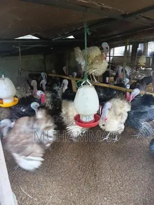 Turkey Chicken