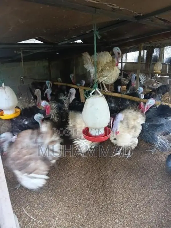 Turkey Chicken