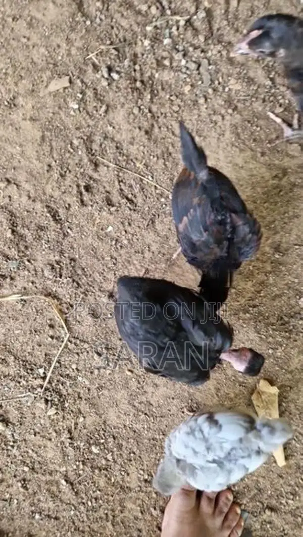 Farm Hens