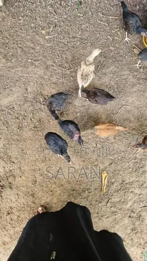 Farm Hens