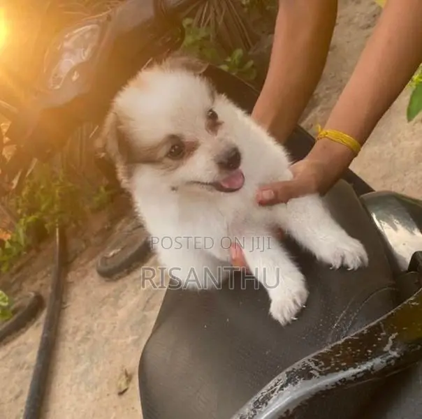 Pomeranian Puppies