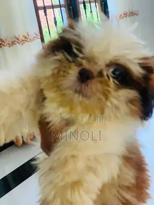 Shih Tzu Puppy