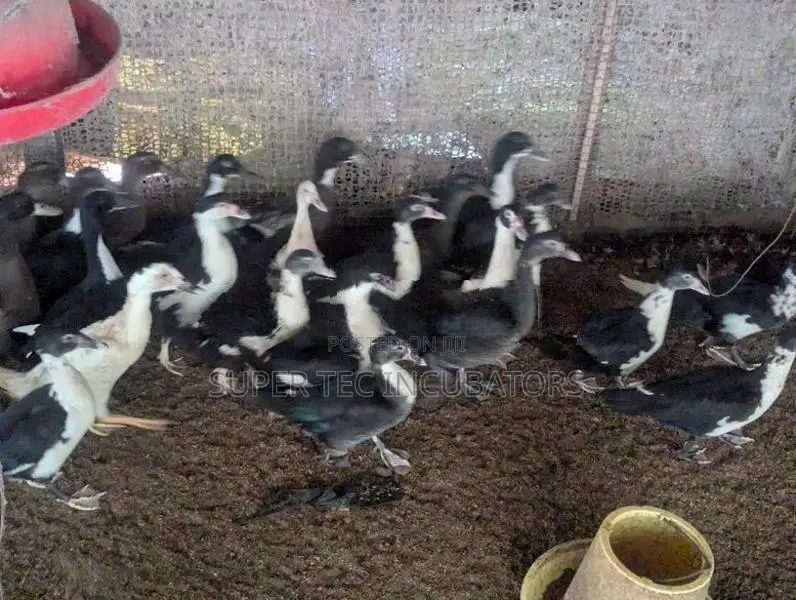Mascovy Duck