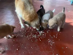 Pomeranian Puppies